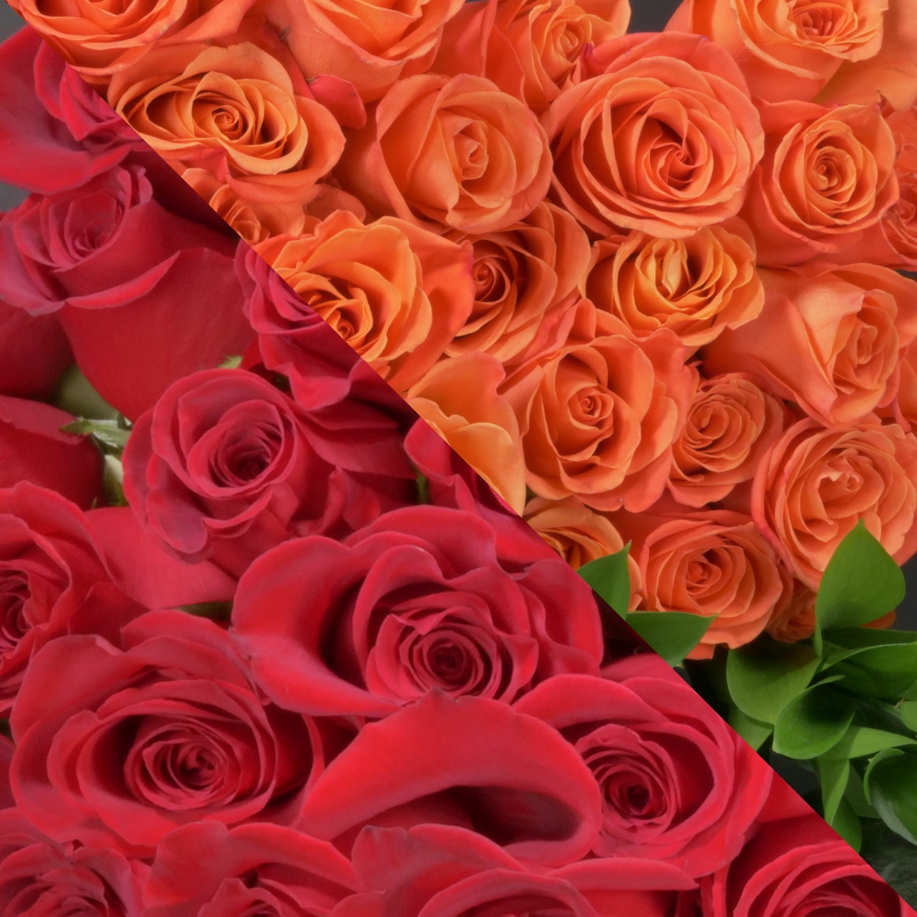 10+ Orange Red Roses Red & Orange Roses – Ottawa Funeral Flowers