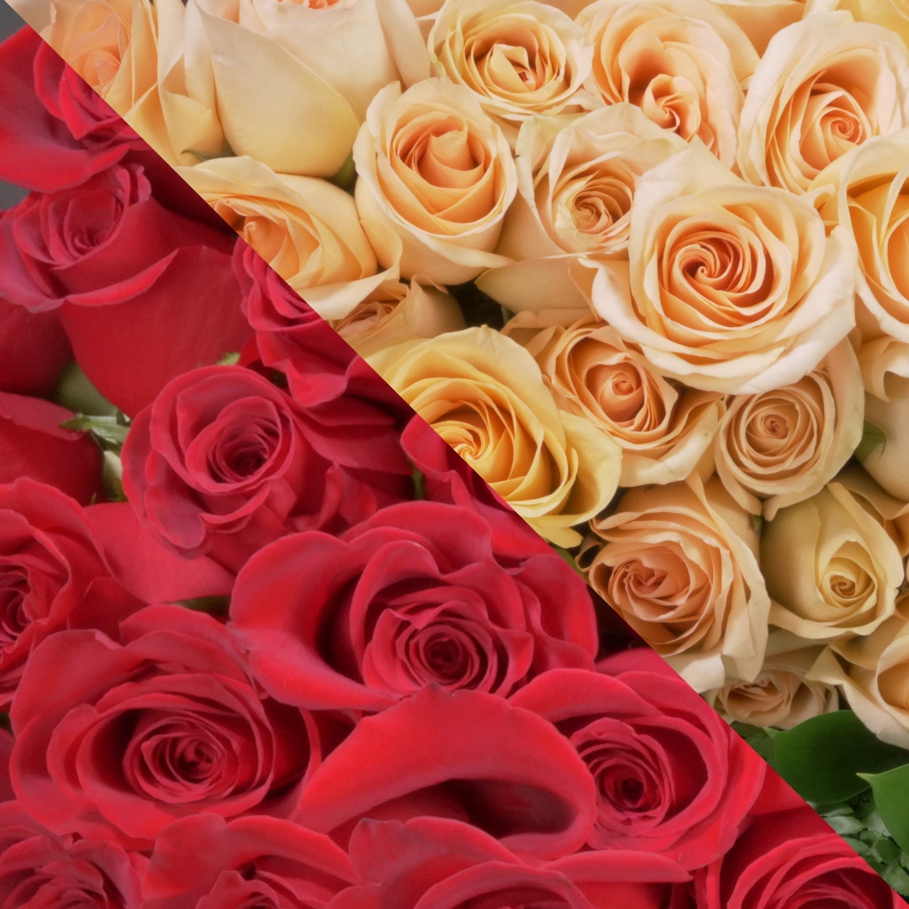 Red Peach Roses Red & Peach Roses – Ottawa Funeral Flowers