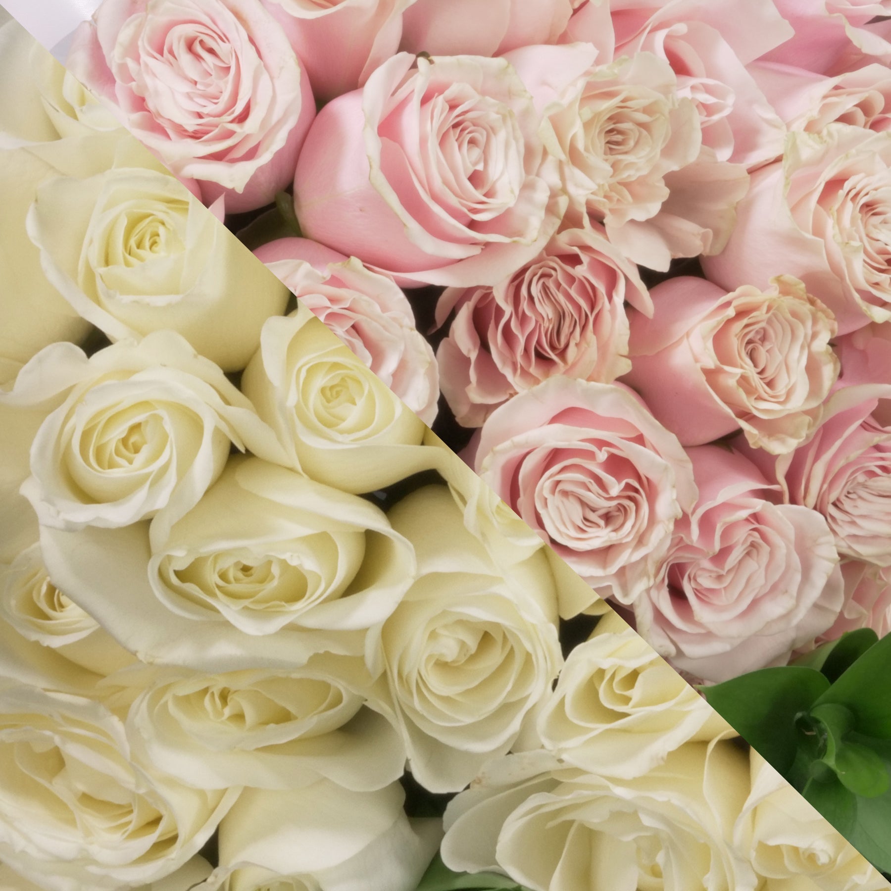 White Blush Roses White & Blush Pink Roses – Ottawa Funeral Flowers
