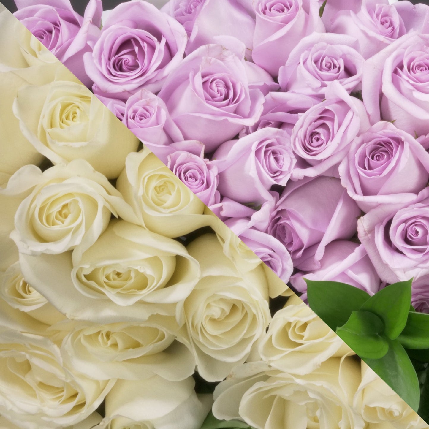 White &  Lavender Roses